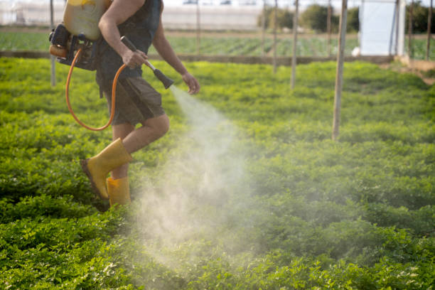 Best Pest Removal Services  in Central, SC