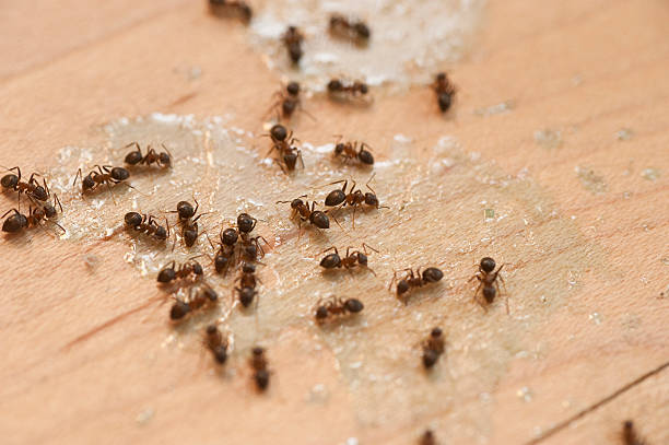 Flea Control Services in Central, SC